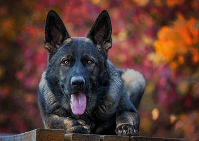 Herbstliches Hundefoto eines majestätischen Schäferhunds in Ansbach